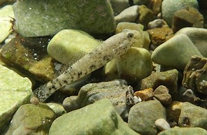 Sprat, molluscs and algae: diet of the future? | Marine Science | Fish Focus