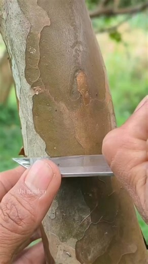 Abi garden on Instagram: "several plant propagation techniques by grafting and air layering #grafting #airlayering #graftingtechniques #budgrafting #gardeningtips"