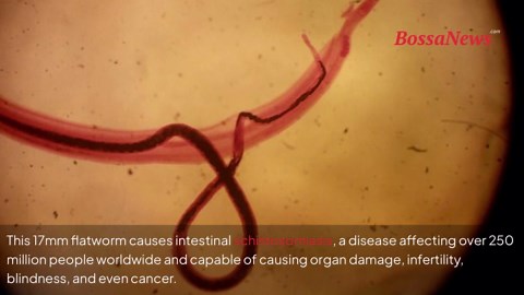 Experts uncover how cancer-causing parasitic worm enters your body… without you noticing