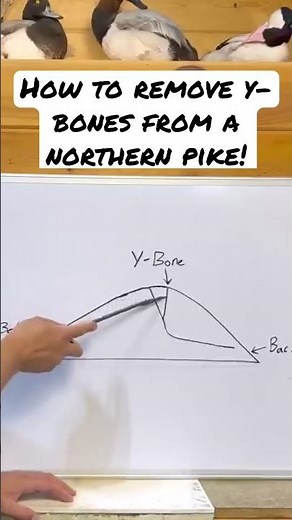 What are Northern Pike Y-bones?