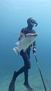 Spearfishing Giant Hogfish! #spearfishing #fishing | Nick Bailey Spearfishing