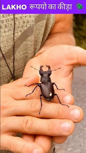 "Stag Beetle Facts That Will Shock You!" #stagbeetle #shorts
