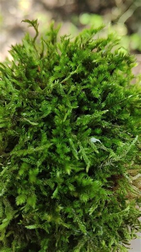 чем богаты #оксимирон #oxxxymiron #рек #рурэп #мерч #мох #мирон #окси