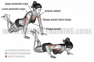 Knee push-up exercise instructions and video | Weight Training Guide