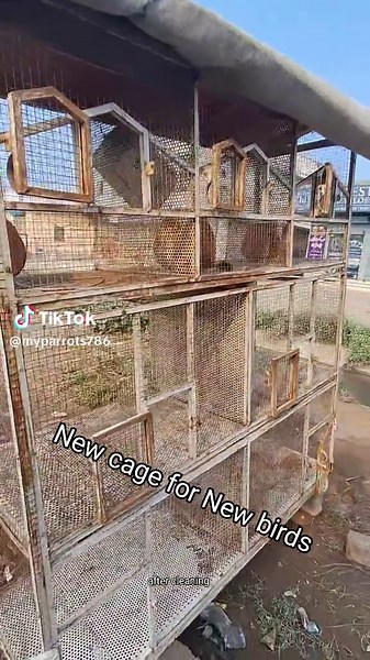 New Cage for New Birds #myparrots #parrots #parrotsoftiktok #birds #foryou #mudassarnazbirds
