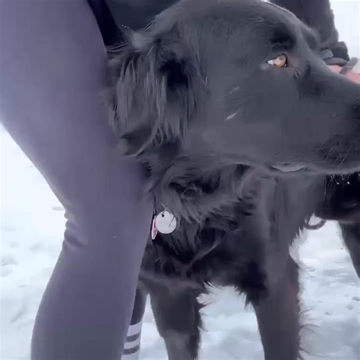 🐾 Meet Cole! 🐾 Get ready… this boy is STUNNING. 😍 Cole is a 3-year-old male Flat-Coated Retriever, about as handsome as they come — glossy black coat, big smile, and the sweetest personality to match. Flat-Coated Retrievers are known for being happy, friendly, energetic, and super loyal. Cole fits the breed perfectly! He’s a people-pleaser, loves attention, and is eager to be someone’s best buddy. ✔️ Dog meets welcome ✔️ Kids welcome ❓ Cats unknown He’s looking for an active, loving home that