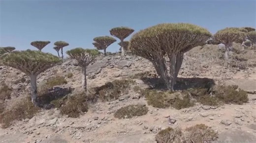 Tourists stranded on remote Yemeni island after Saudi-UAE rift