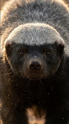 De quoi le ratel a-t-il PEUR ? (Sa seule faiblesse)
