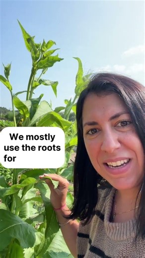 Elecampane herbal benefits