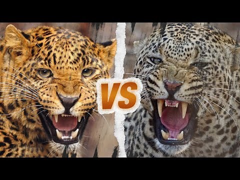 JAGUAR vs LEOPARD - Qui est le roi des fauves ?