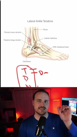 Fibularis Anatomy: Don't Miss This on Your Step 1 Exam