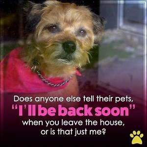 Tag someone who definitely does this!! | Pet Videos Daily