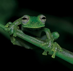 XPRIZE Rainforest Competition | XPRIZE Foundation