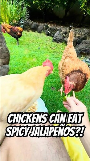 CHICKENS EAT JALAPENOS?! 🐔💕 The spice kills parasites