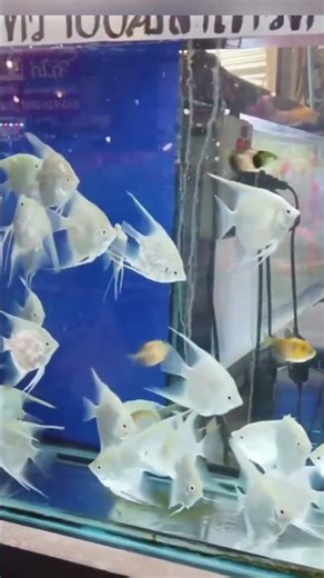 What Happens to Your Fish?