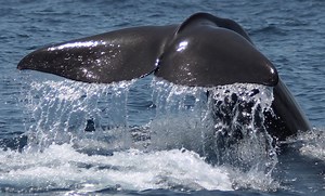How Do Sperm Whales Dive So Deep? - John M Jennings