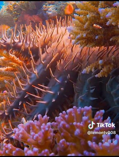 Crown of Thorns Starfish: Threat to Coral Reefs