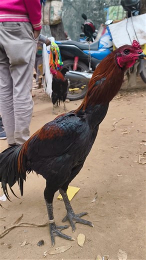 Java Aseel Roosters 🫡 #aseelmurga #roosterfarm #chickenbreeds #rooster #swataseels