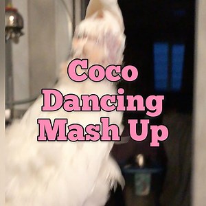 27K views · 2.7K reactions | A few dance clips ❤️ | Lucky Lou and Coco Too | Facebook