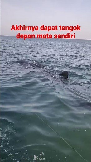 Akhirnya dapat tengok Jerung Paus di Perairan Perlis | Ikan Yu Paus