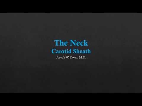 Neck US - The Carotid Sheath
