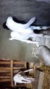 Funny Goats Compilation | Cute and Crazy Goat Videos