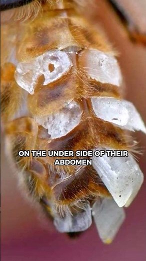 How Do Bees Make Wax? | #joerogan #jre #bee #beekeeping