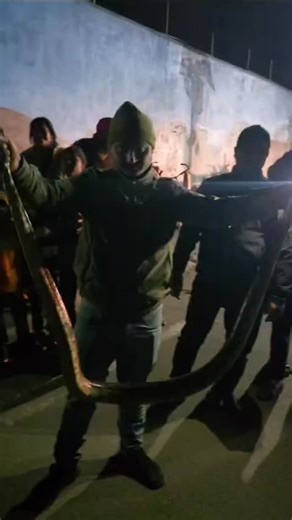 RAJPUT _JITENDRA🚩💯❤️ UK 8 jun2 1995🎂🧿 12.3K on Instagram: "#viralvideo Daksh Mandir se rescue kara Chhota hathi se gadi mein se nikala python ise Sahi salamat jungle mein chhoda Gaya"