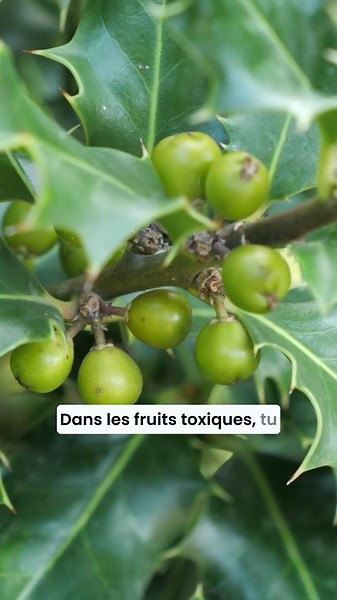 Reconnaître les fruits rouges sauvages