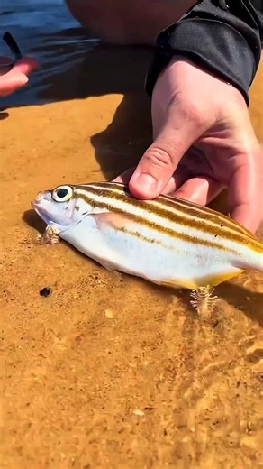 200K views · 627 reactions | The mysterious 2-meter-long beach worm! A sea predator hiding beneath the sand । #shorts #viralvideo #fact | FactFinder | Facebook