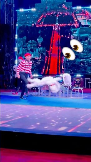 Amazing Dog Did 3 Backflips at Garden Bros Circus!