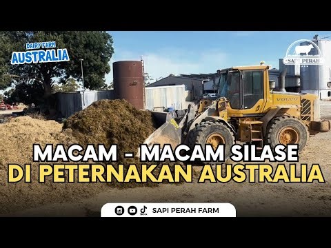 60 Liter Produksi Susu Per Ekor Dalam 1 Hari ‼️ Begini Rahasianya ….