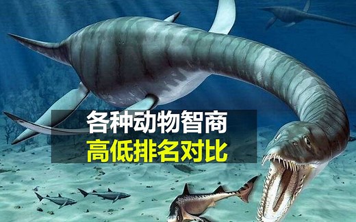 各种动物智商 高低排名对比