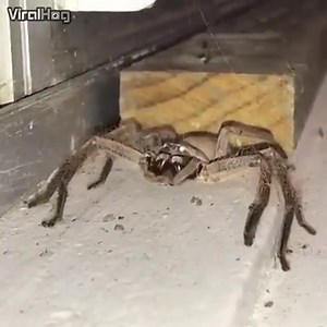 Oh, Huntsman spider, what big teeth you have! | ViralHog