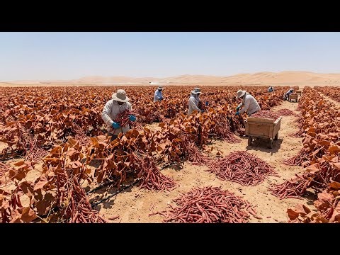 They Laughed When We Planted Beans in the Desert. 60 Days Later, The World Watched in Shock.