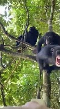 CHIMPS GO WILD AND THE PHONE GETS SWIPED #shorts