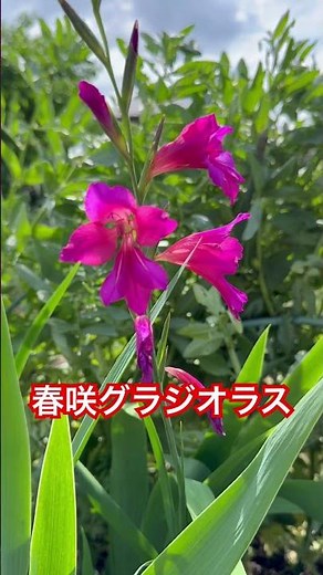 German irises and spring-blooming gladiolus #homegardening #recycled