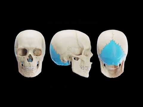 Cranial Bones Anatomy on CT Scans