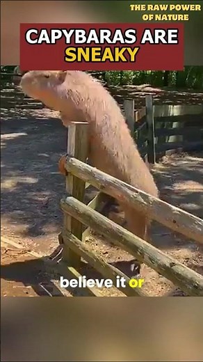 Capybara - Escape Artist