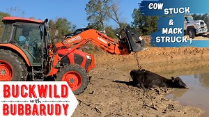 We've got the same cow stuck AGAIN! Daisy's got her front legs buried in the mud at the pond, so it's time to put her in some hiphuggers! Also that same morning, the Mack R-600 we just bought got hit at the mill and had to be towed all the way back home...Just another day with cows & logging! Dugas Trading Post Wrecker Service #Kubota #tractor #cow #farming #logging #logginglife #Mack #nosissiesallowed | Buckwild with Bubbarudy