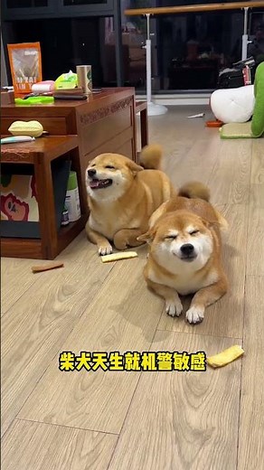 Understanding the Emotional World of Shiba Inus