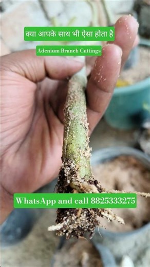 adenium branch grown #desertrose #gardening #adeniumcuting #viralshort #shorts #yt