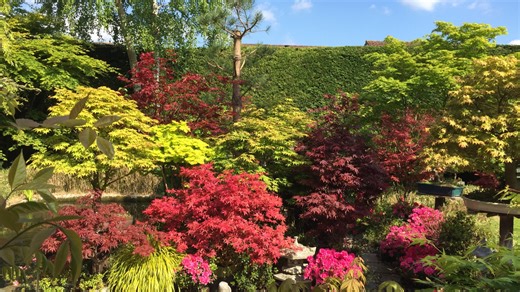 Japanese maple trees are at risk of rotting right now - how to protect them