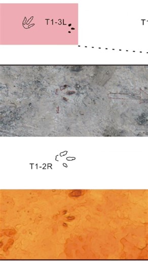 Un dinosaure qui court vite #géologie #science #fossil #fossile #paleontology #paléontologie