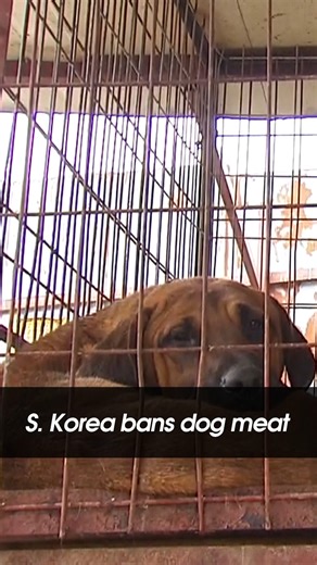 22 reactions | [Anchor’s Pick] S. Korea bans dog meat #SouthKorea #dogmeat #National_Assembly #law #Dog_consumption #animal_rights #개고기 #식용금지 #Arirang_News #아리랑뉴스 | Arirang News | Facebook