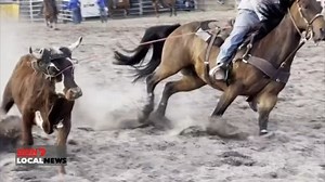 29K views · 140 reactions | THOUSANDS FLOCK TO KALGAN STAMPEDE RODEO Thousands of people have flocked to Albany to attend this year's annual rodeo event. The Kalgan Stampede has been running for four years and includes barrel racing, bull riding and steer wrestling. But the real star of the show was Brucey Brahman, the Brahman Bull, who's a huge hit with the kids. | 7NEWS Regional WA | Facebook