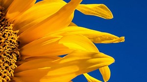 The Great Sunflower Project - Spanish | Nature