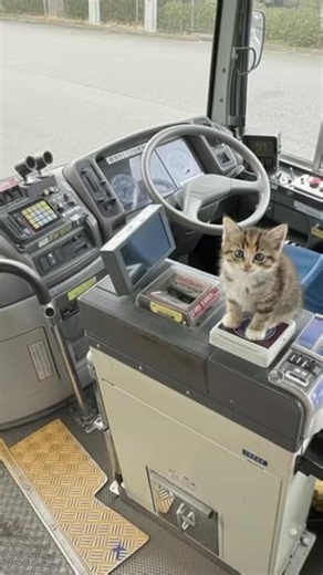 Phanasty | ねこ動画 | AIクリエイター on Instagram: "AI生まれのちびねこ、バスでタッチ決算 High tap to pay tiny cat in the bus."