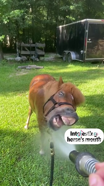 Funny Horse Mouth Compilation Videos