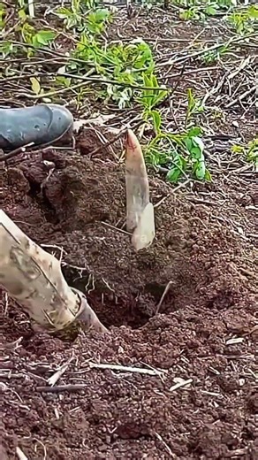 Satisfying Mountain Yam Harvesting: The Ultimate Rhythmic Earth Pry! 🍠⛏️ #farmoratv #nature #asmr